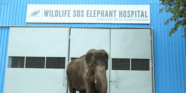 20MT solar cold storage at India's only elephant hospital in Uttar Pradesh